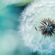 Dandelion-Wallpapers18