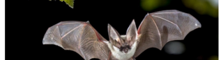 🦇 NUIT DE LA CHAUVE-SOURIS LE 30 AOUT 2025 🦇